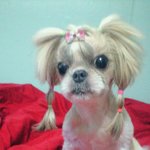 꼭한번읽어주세요ㅠ[서울송파]신천역 먹자골목쪽 시츄 <b>여아</b> 찾습니다