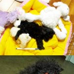 꿈에 나타난 강아지