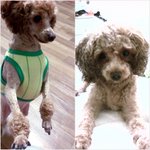 신촌거주하시는분? 강아지를 찾습니다. 뽕이를 찾아주세요ㅠ