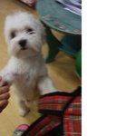 유기견 주인좀 찾아주세요[발견장소 대구 성서 주공1단지 <b>입구</b>]