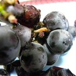 <b>포도</b>에서 애벌레 나옴 ㅠㅠㅠㅠ