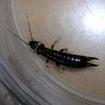 곱등이를 아시나요 ?