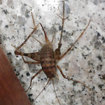 우리집의 보스몬스터!!!!! 곱둥이?!