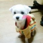 동물을 키우시는 분이라면 꼭 한번 봐주세요.