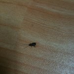이거 바퀴벌레임?? (제발 맞는지 확인해주세요 굽신굽신)
