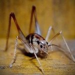 (사진有)곱등이 글을 읽고 치약<b>지뢰</b> 설치했어요