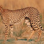 연예인 외모의 잘생긴 <b>맹수</b>들