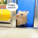 아기 햄스터의 세상 구경 ㅋㅋㅋㅋ