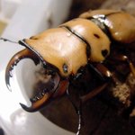 곤충계의 <b>양대</b> 산맥