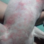 [사진有]개 사료 먹고 식중독에 의한 <b>피부병</b>이 생겼습니다.