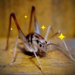 요즘 핫이슈된 곱등이 <b>or</b> 연가시 퇴치법