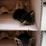 <대구/<b>경산</b>> 아기고양이 키워주실 분을 찾습니다.