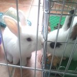 아기토끼 <b>분양</b>합니다.(<b>분양</b>완료)
