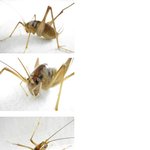 인터넷 이슈 꼽등이와의 추억 !!퇴충사이야기 ㅋㅋ