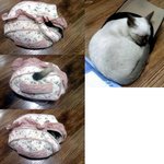 (사진 有)우리집 도도시크고양이 <b>미야</b>님