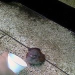 귀여운 <b>야생</b>?아기새와의 만남(사진)