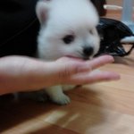 강아지 사진 有)인터넷으로 산 강아지 사기 당했어요..
