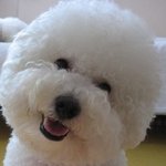 이 <b>개</b> <b>이름</b>이 모에염