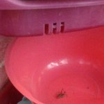 사진有/이게진짜 곱등이맞나요?ㅠㅠㅠ