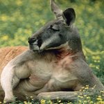 온 몸이 근육질인 귀여운 <b>동물</b>?-_-;