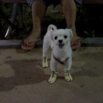 <b>쌈디</b>닮은 우리강아지ㅋㅋㅋ