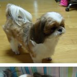 꽃<b>심이</b>를 찾습니다....