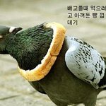 왠지 골칫거리같은 <b>비둘기</b>들