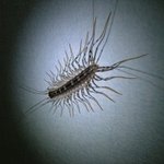 곱등이와 한평생