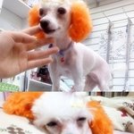 <b>흰색</b> 푸들 (귀만 주황색으로 염색)