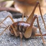 (사진有)꼽등이가 저희집을 방문하셨어요.