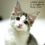 귀티나는 <b>순수</b>혈통의 고양이들