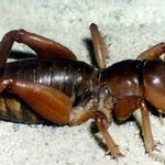 김용준, '꼽등이' 퇴치법, 주의<b>사항</b> 공개