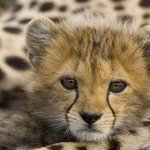 완전 귀여운 아기 <b>치타</b> 사진 모음