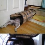 <b>복실</b>아... 치질방석과 케이지는 장난감이 아니란다.