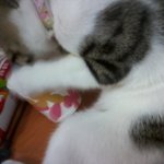 (사진有)이상한우리집고양이