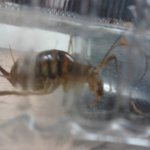 꼽등이토막살해사건(사진有)혐오일수잇음.