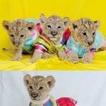 추석때 계획 있으신가요?