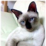 ★우리집 고양이 봉구의 매력!!(사진+동영상)