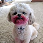 립스틱먹은강아지? 아이라인먹는강아지!