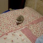 우리집 고슴도치가 죽을뻔 했음;;;;;;;;