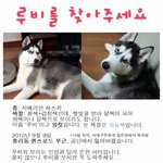 <b>루비</b>를 찾아주세요, 부탁드립니다...