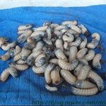 난 시골에서 이렇게 자랐어요ㅋㅋㅋㅋ