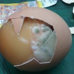 <b>구운</b>계란..사먹지마세요ㅠㅠ사진有