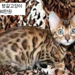 몸값으로 알아보는 <b>동물</b> 순위
