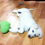 강아지 "염"