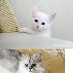 얼짱 동물들!!