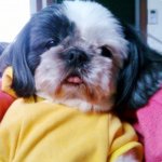 저희집 막내딸 <b>향숙</b>이 좀 찾아주세요..ㅠ.ㅠ;;;