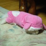 저희 <b>복돌</b>이 애기때 사진이에용ㅋㅋ