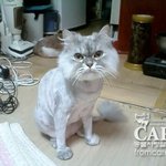 13층 고양이를 왜 던져야만 했나요...