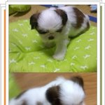 내곁에 3일 있다간 아기강아지(사진 有)